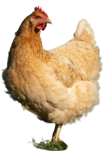 Glückliche Hühner im Freiland | Schiltzhof