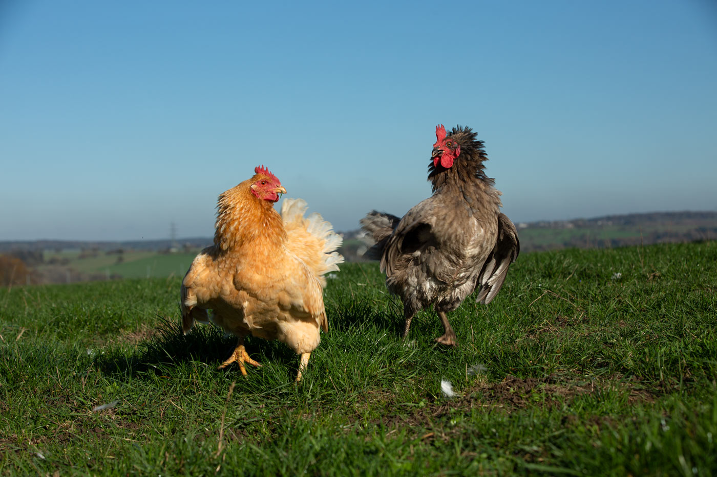 Das natürliche Verhalten ausleben - zwei Hühner auf dem Schiltzhof